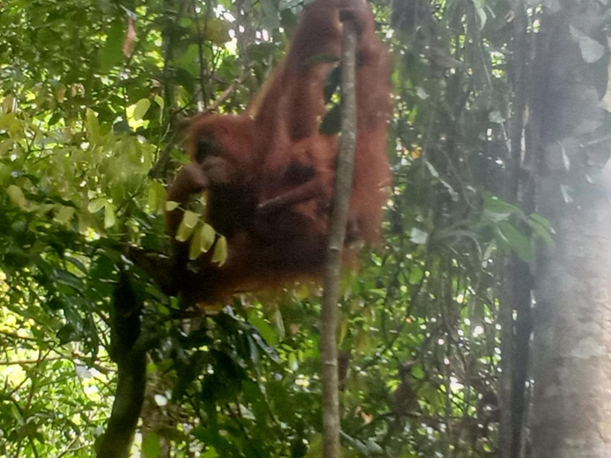 Hostel Jungle treking Bukit Lawang Exterior foto
