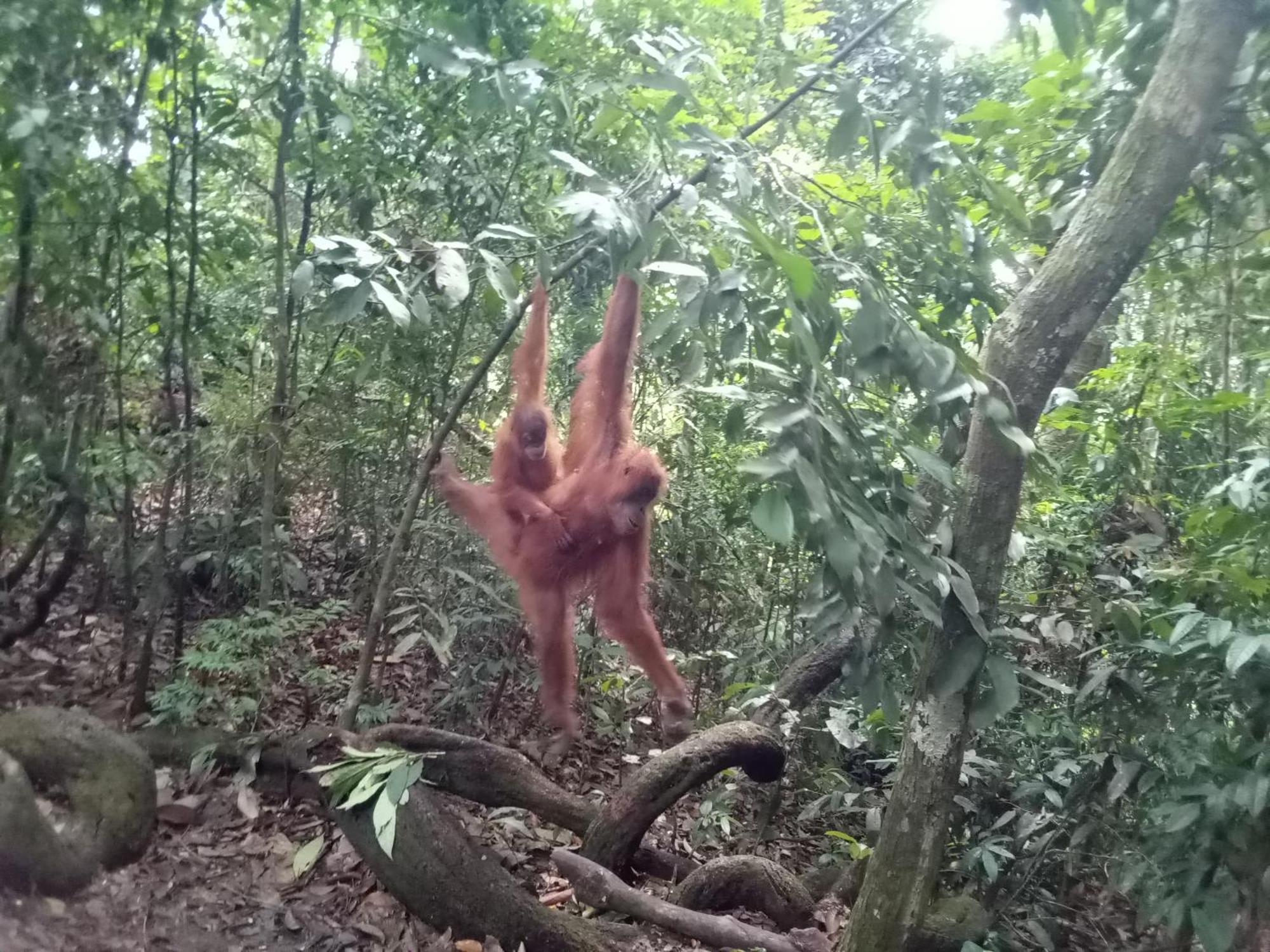Hostel Jungle treking Bukit Lawang Exterior foto