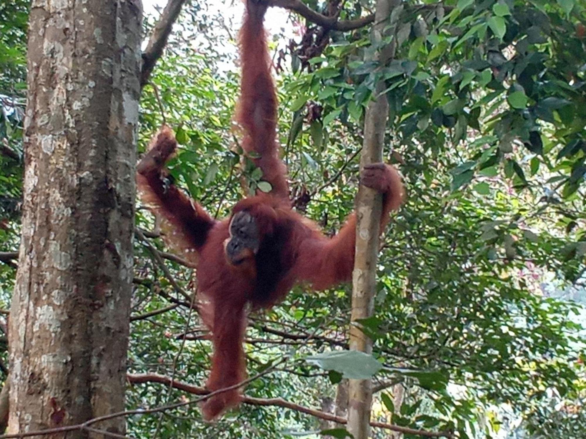 Hostel Jungle treking Bukit Lawang Exterior foto