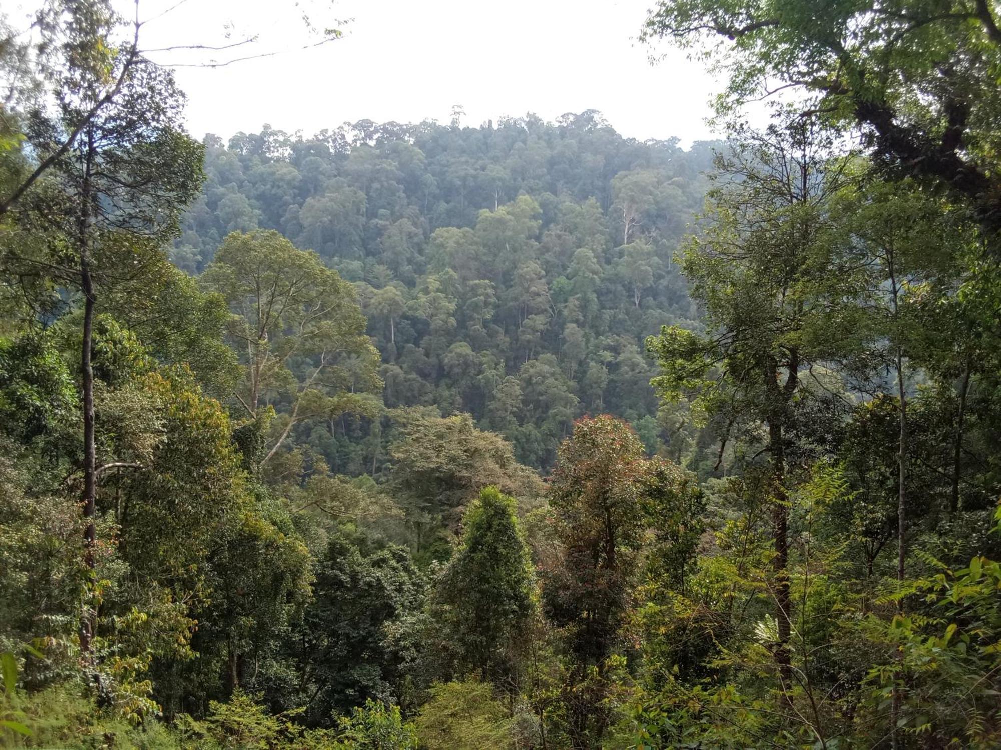 Hostel Jungle treking Bukit Lawang Exterior foto