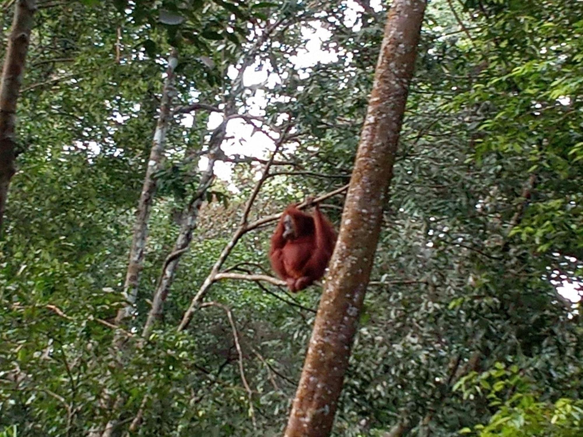 Hostel Jungle treking Bukit Lawang Exterior foto