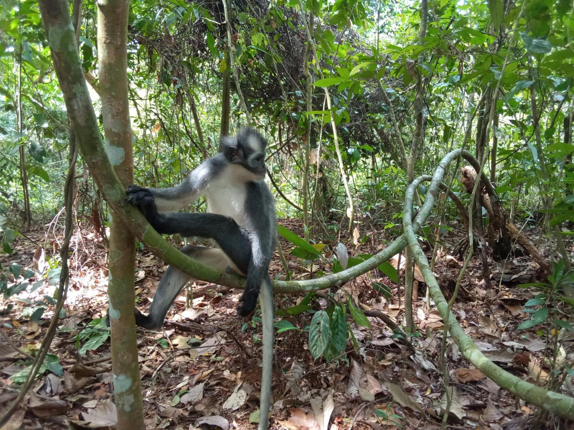 Hostel Jungle treking Bukit Lawang Exterior foto