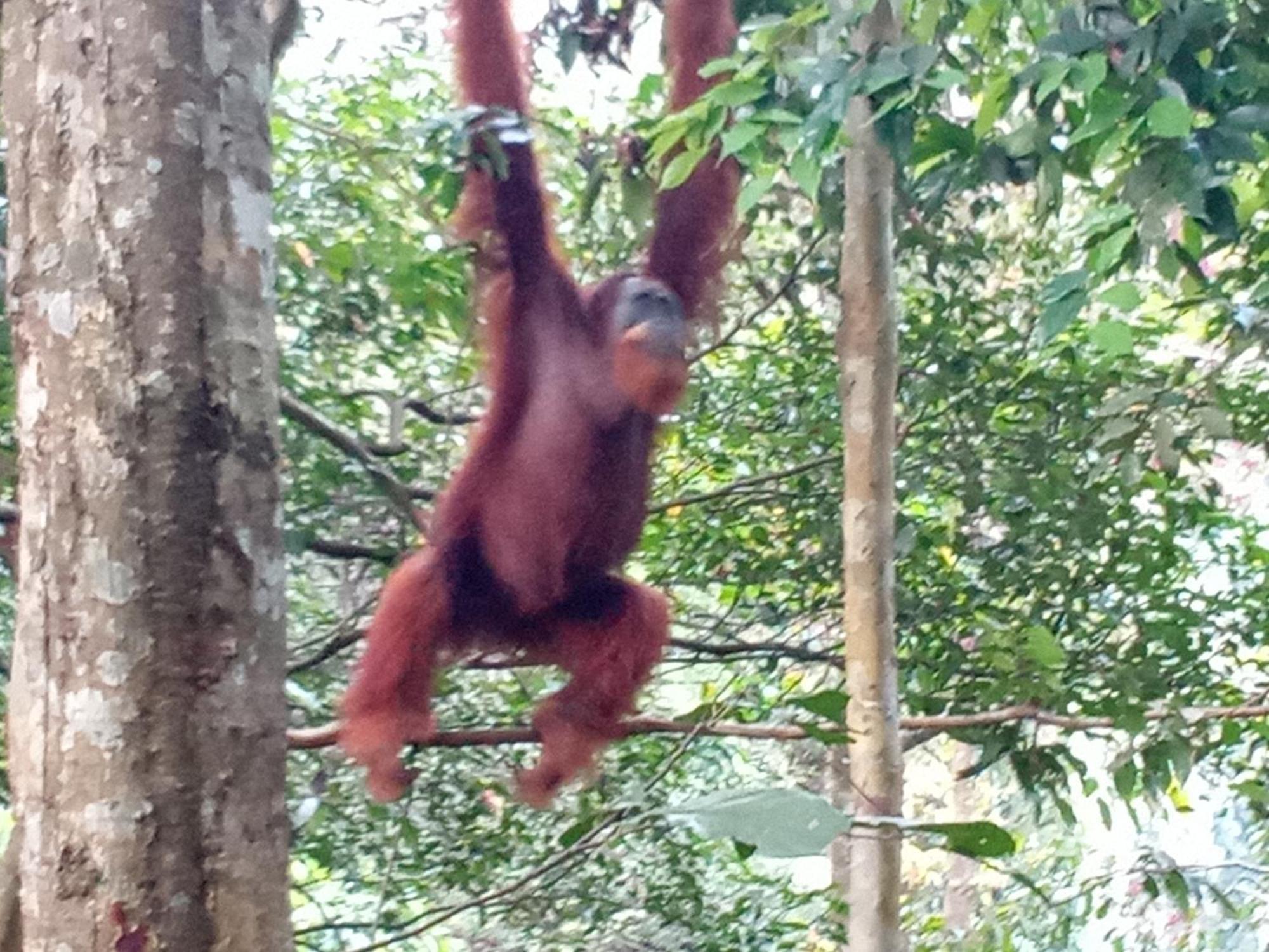 Hostel Jungle treking Bukit Lawang Exterior foto