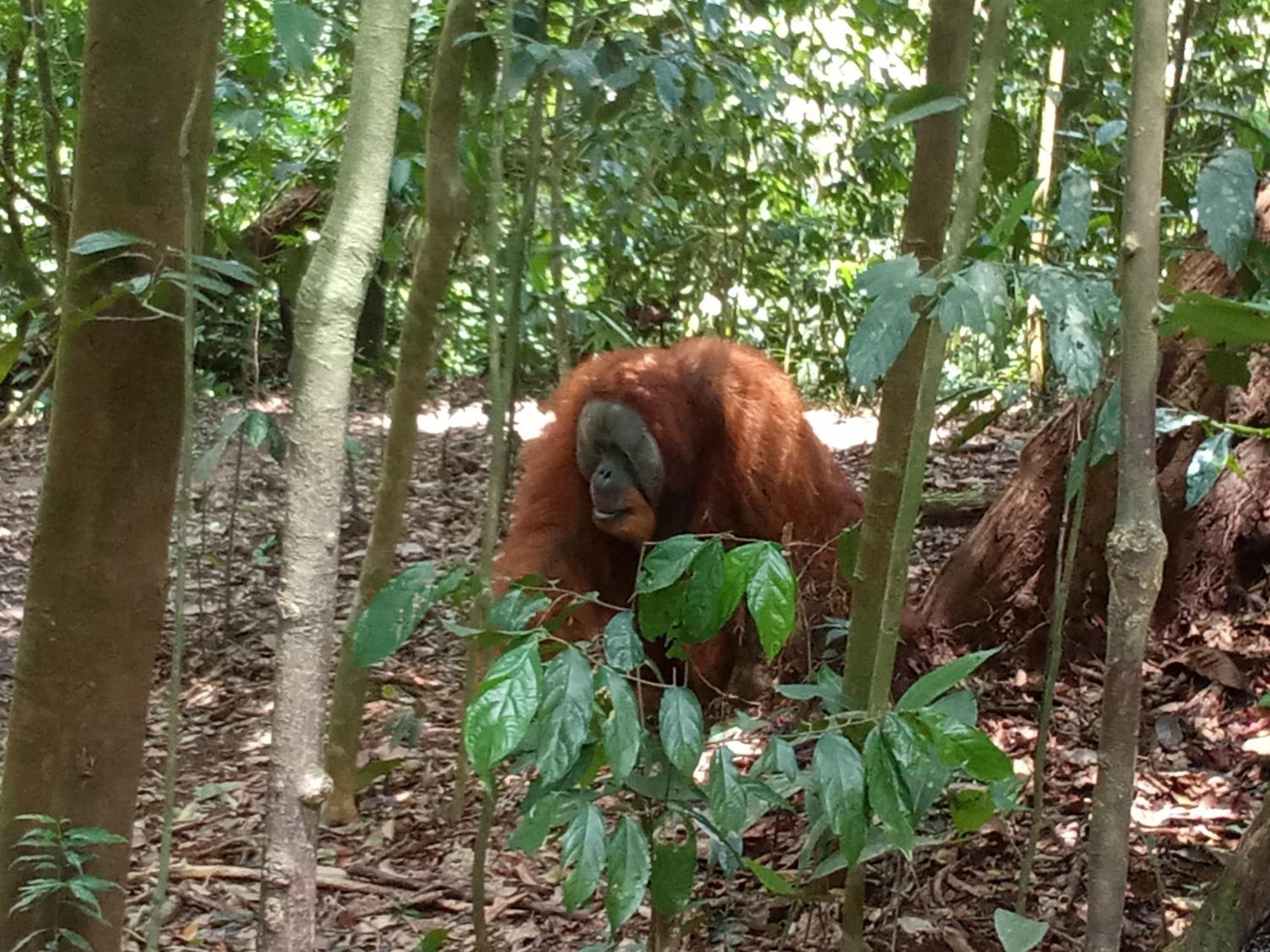 Hostel Jungle treking Bukit Lawang Exterior foto