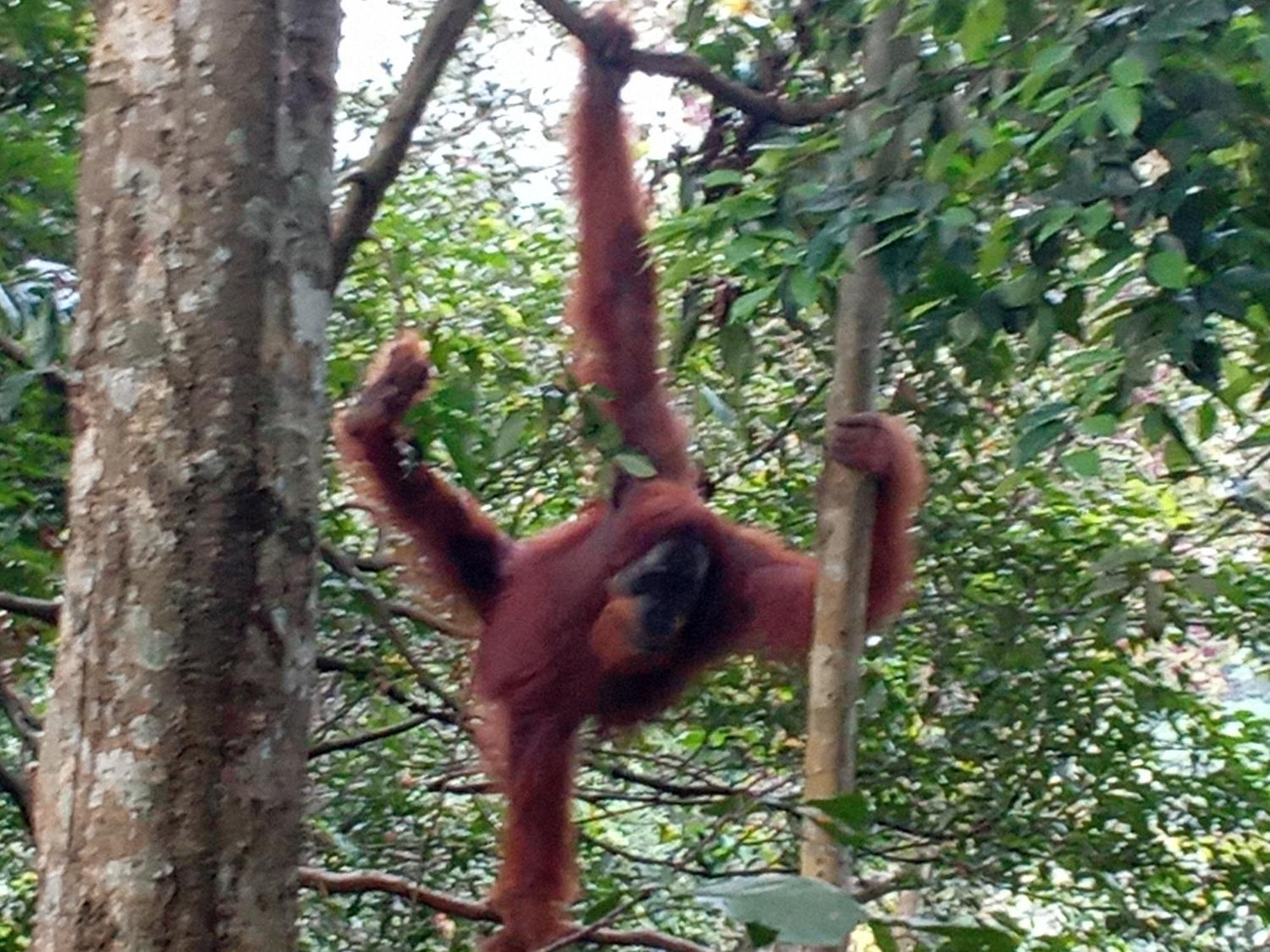 Hostel Jungle treking Bukit Lawang Exterior foto